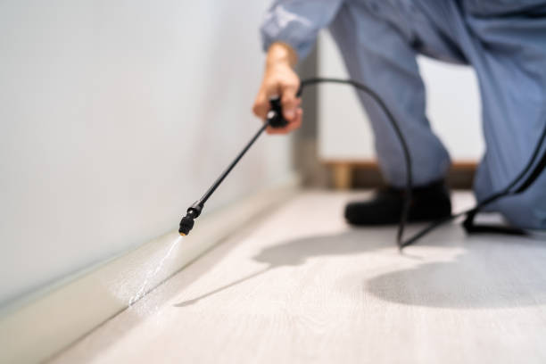 Licensed Cockroach Control service in Canton, MO - Nex Pest Control
